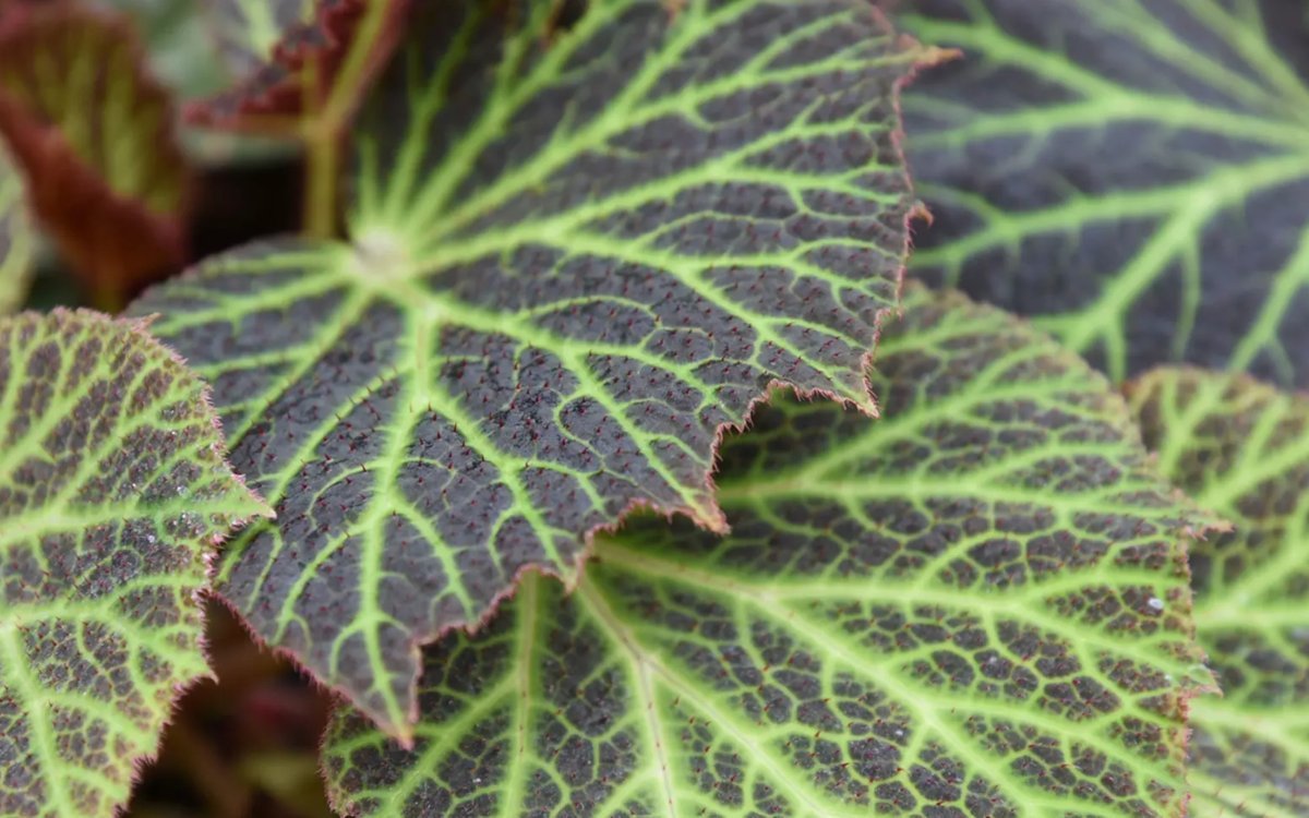 Visitez les Grandes serres du Jardin des plantes