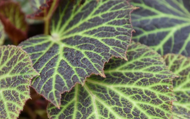 Visitez les Grandes serres du Jardin des plantes