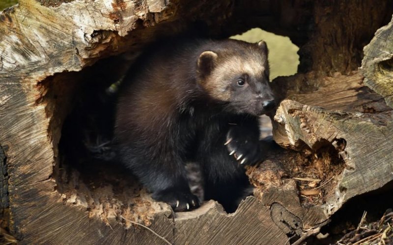 La nouvelle saison du Parc zoologique de Paris
