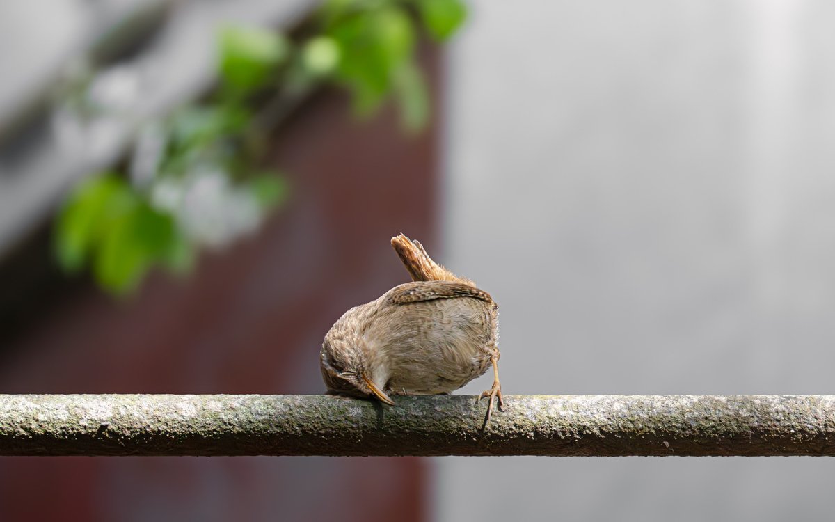 Paris 20e Nature : Le Peuple Invisible du 20e