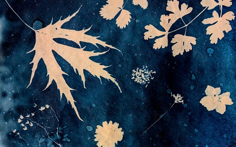 Atelier de cyanotype