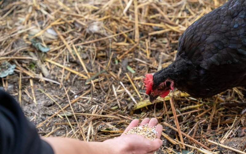 Soigneur d'un jour à la ferme pédagogique René Binet (18e)