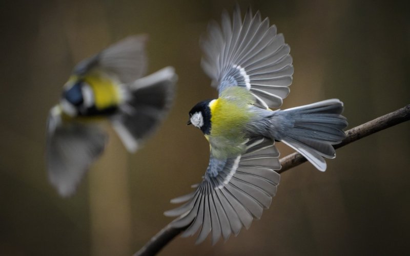 Sortie ornithologique pour les plus jeunes