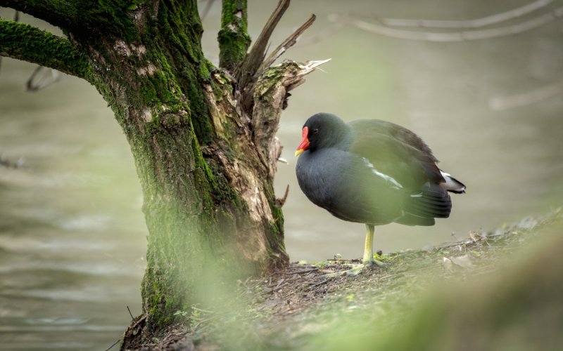 Les oiseaux au parc Montsouris