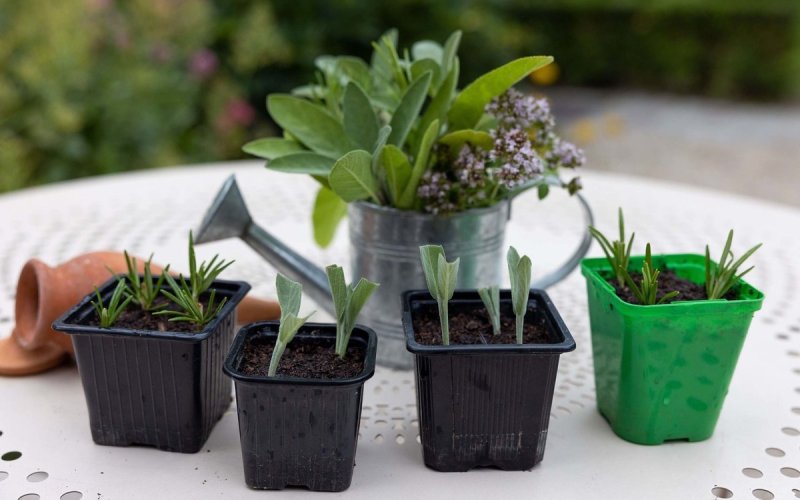 Atelier jardinage « Boutures d'Aromatiques »