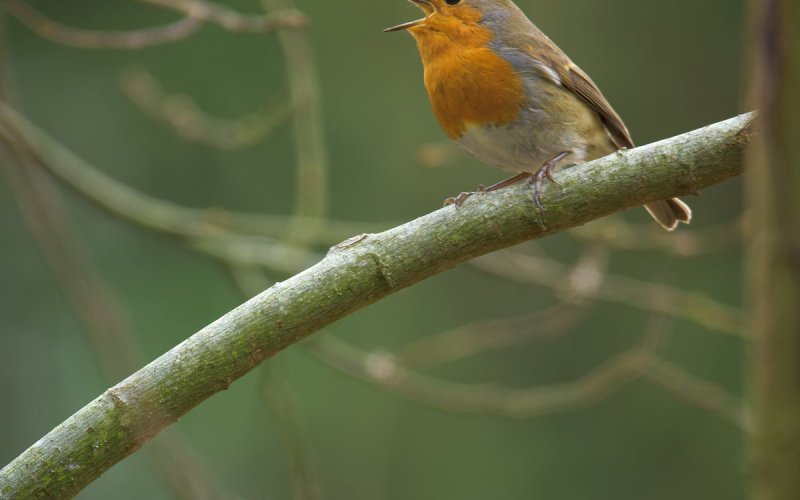 Initiation à la reconnaissance des chants d’oiseaux - NIVEAU 1