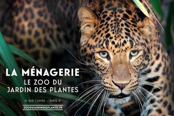 Ménagerie, zoo du Jardin des Plantes