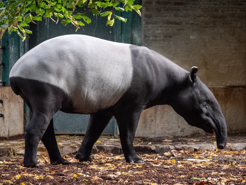 Ménagerie, zoo du Jardin des Plantes