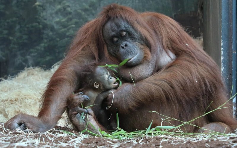 Ménagerie, zoo du Jardin des Plantes