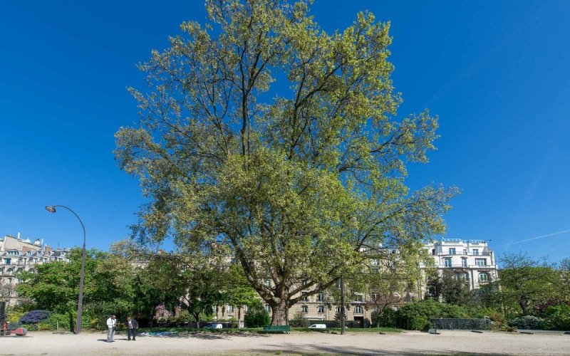 jardins de l' Avenue Foch