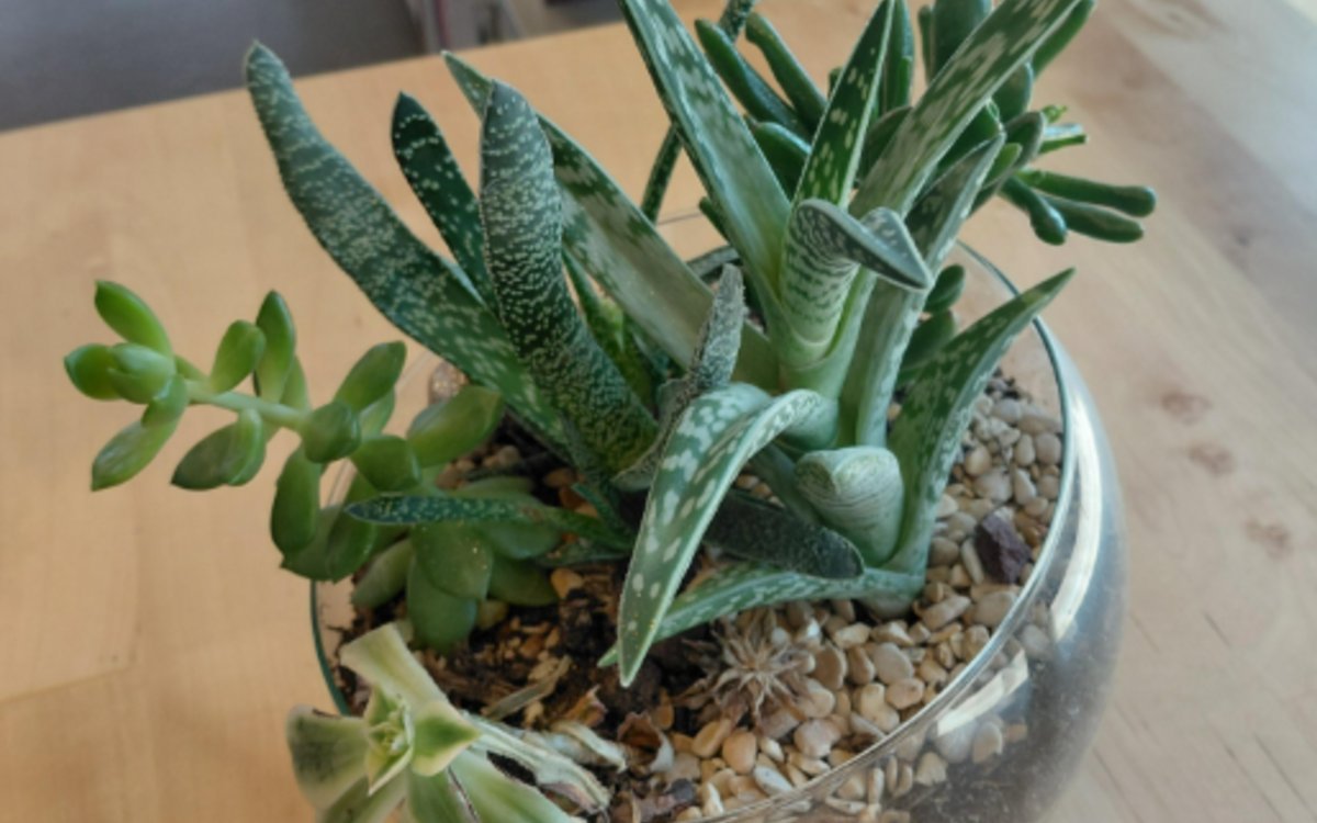 Apprenez à créer un jardin miniature sous verre !