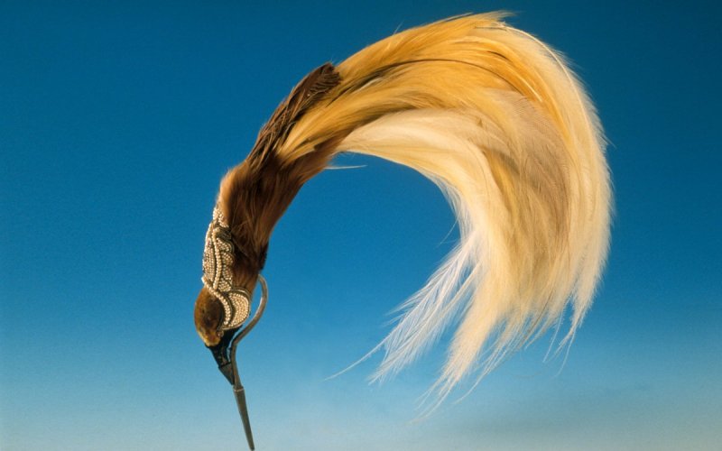 Plumes du paradis. Voyages d'un oiseau extraordinaire de Nouvelle-Guinée