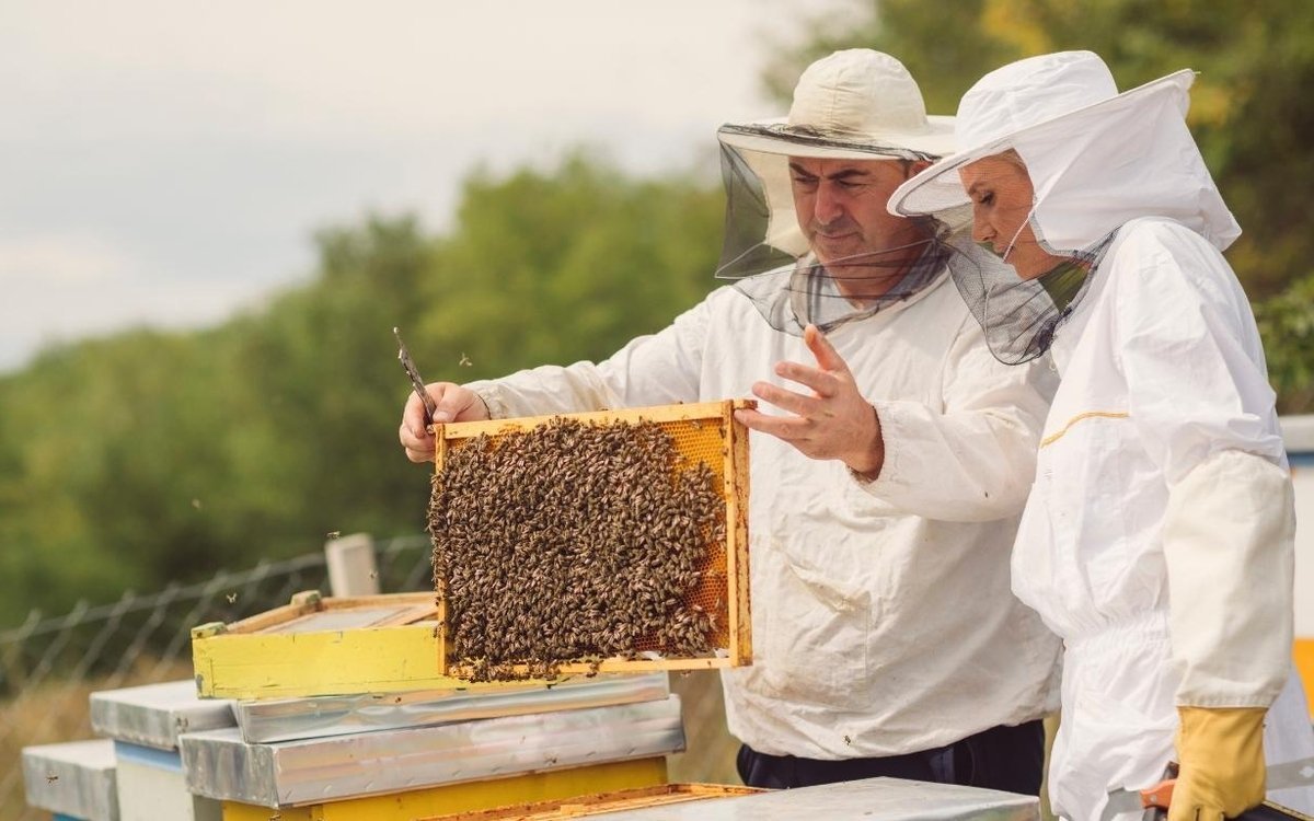 Découverte de l'apiculture et des abeilles sur le Mont-Valérien