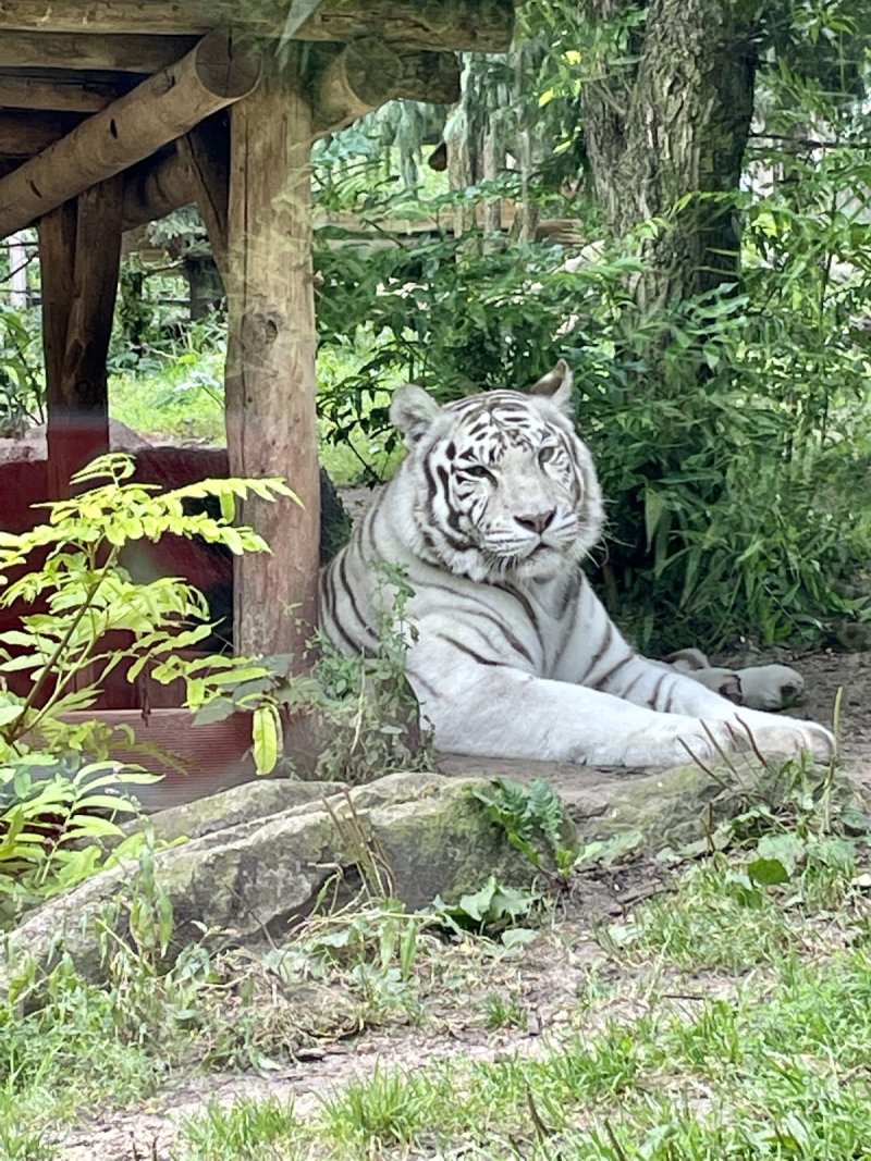 Zoo d'Amnéville