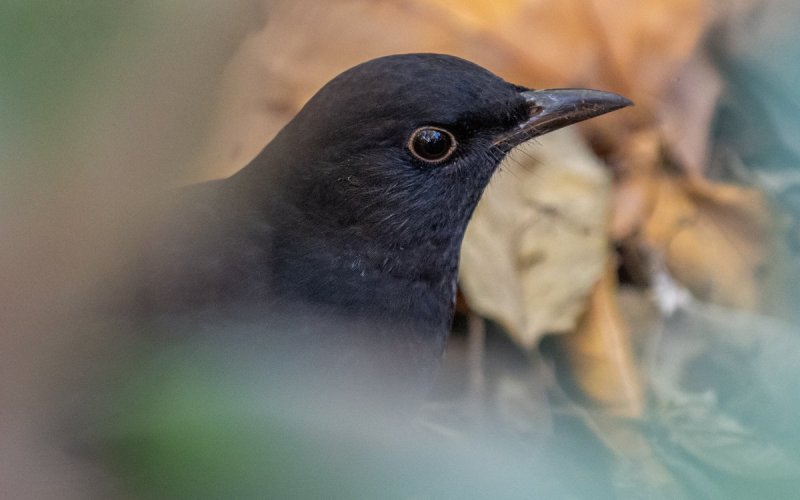 Science participative : Oiseaux des jardins