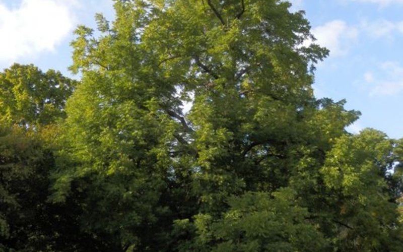 Visite guidée de l'Arboretum de Paris