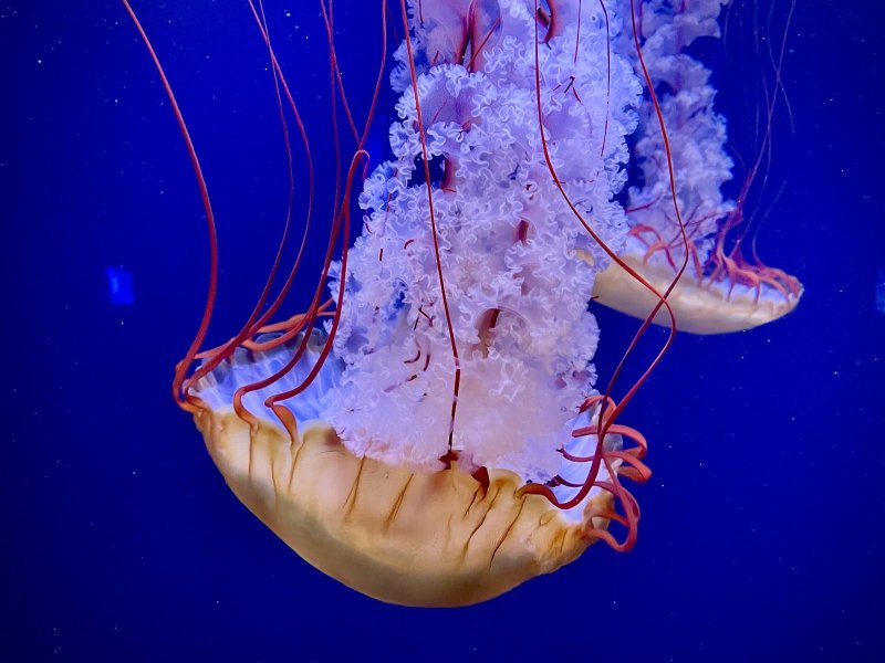Aquarium de Paris