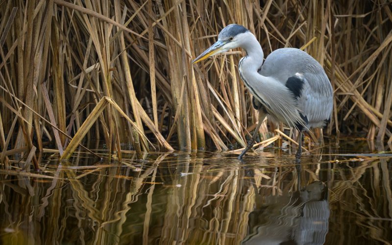 Les oiseaux du lac de Saint Mandé