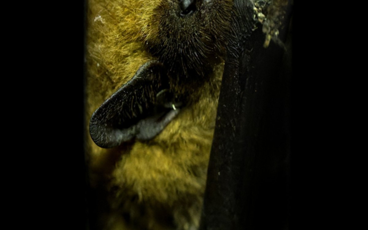 À l’écoute des chauves-souris