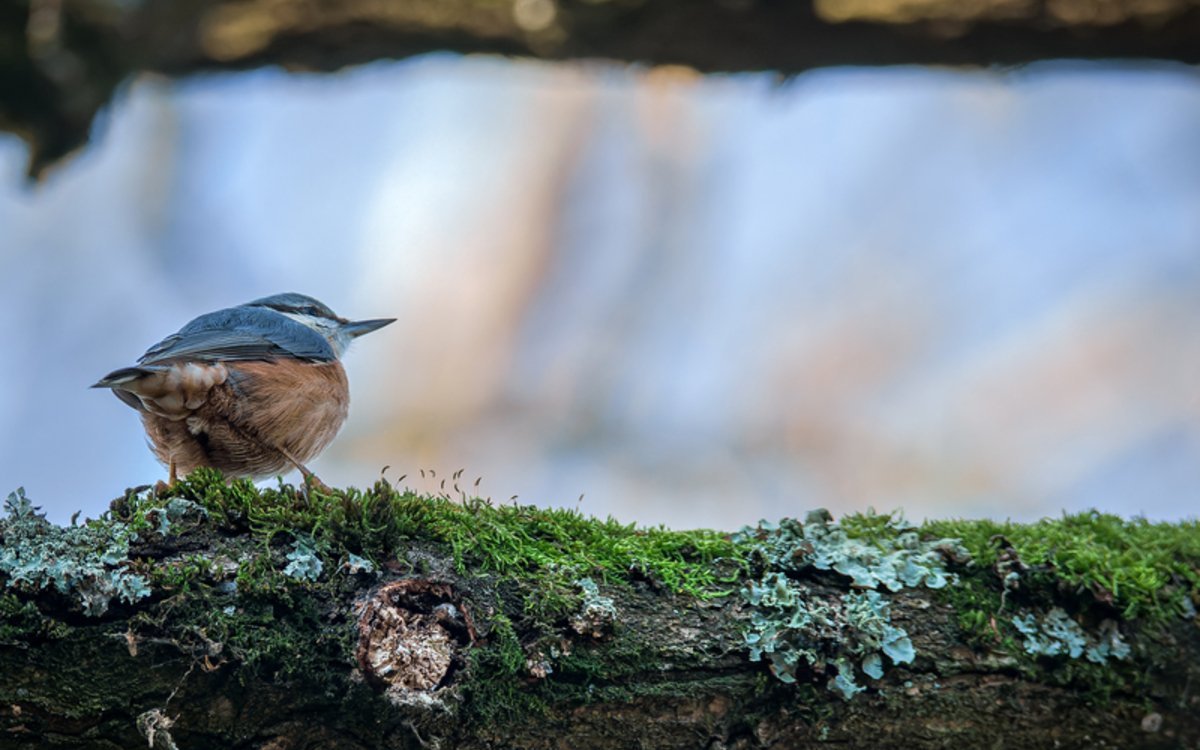 Les oiseaux du Parc Floral de Paris