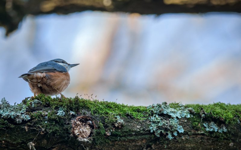 Les oiseaux du Parc Floral de Paris