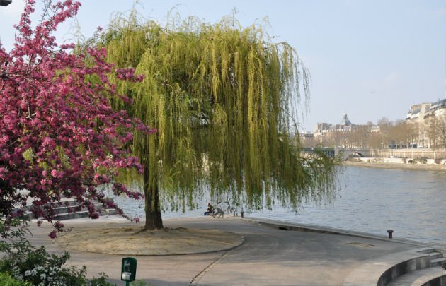 Jardin Tino Rossi