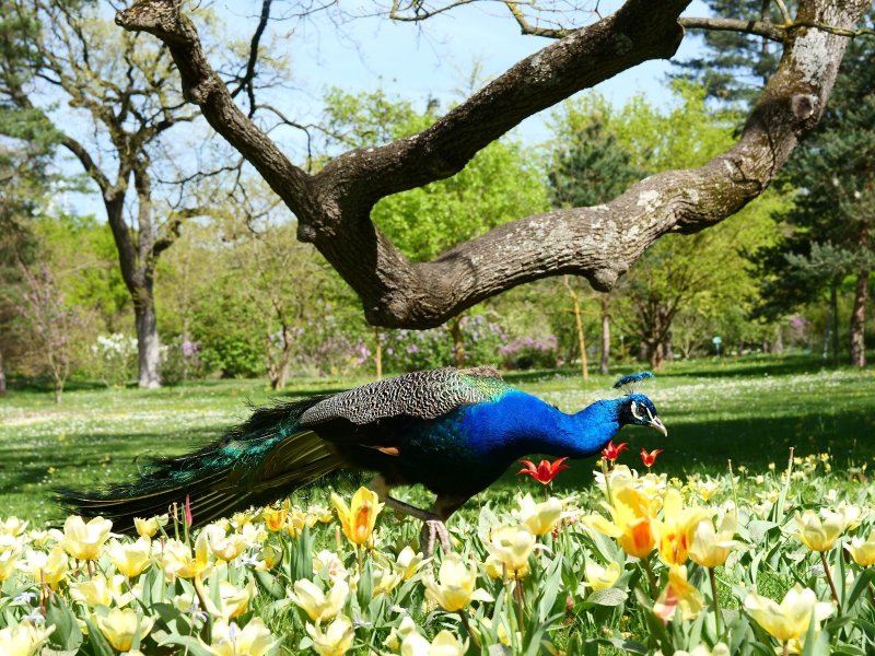 Parc Bagatelle - la Roseraie