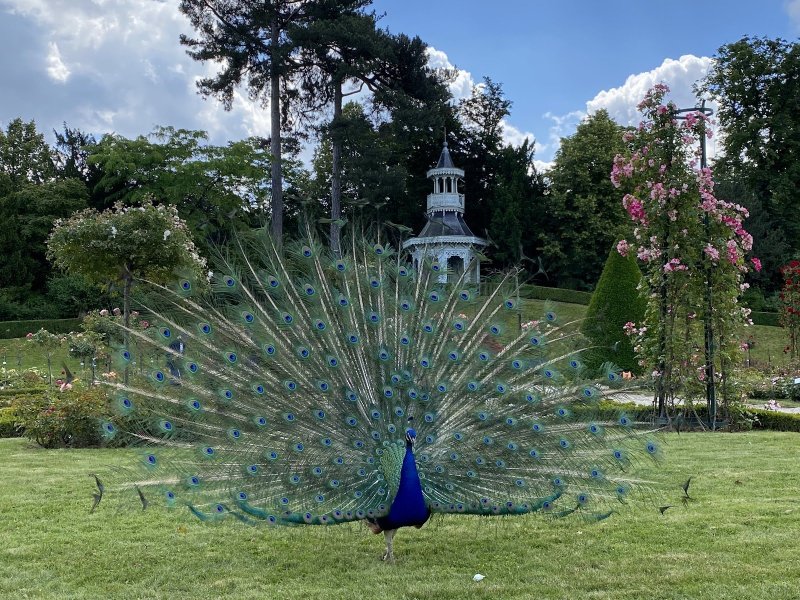 Parc Bagatelle - la Roseraie